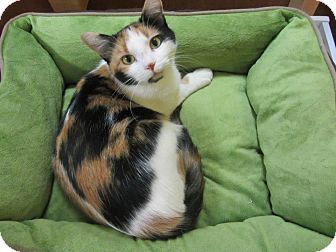 Calico Cat for Sale in Mobile, Alabama - Cassandra Calico Cat for Sale in Mobile, Alabama - Cassandra