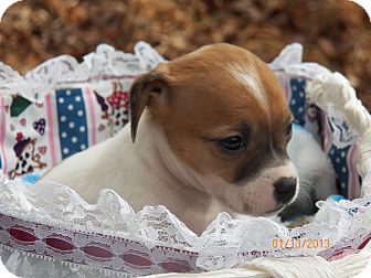 Beagle Mix Puppy for Sale in Sussex, New Jersey - Sophia Beagle Mix Puppy for Sale in Sussex, New Jersey - Sophia