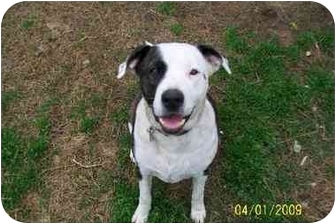 Volunteer Spca Sumter Sc