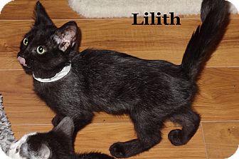Domestic Shorthair Kitten for Sale in Bentonville, Arkansas - Lilith Domestic Shorthair Kitten for Sale in Bentonville, Arkansas - Lilith