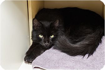 Domestic Mediumhair Cat for Sale in Salem, New Hampshire - Kinsman Domestic Mediumhair Cat for Sale in Salem, New Hampshire - Kinsman