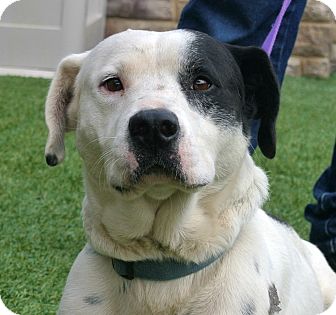 Border Collie Mix Dog for Sale in white settlment, Texas - Condor Border Collie Mix Dog for Sale in white settlment, Texas - Condor