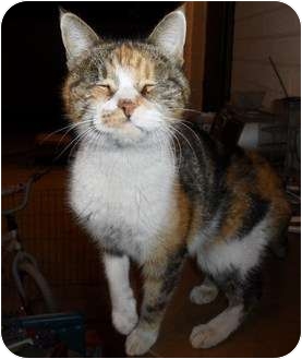 Calico Cat for Sale in Phoenix, Arizona - LITTLE MISS PEACH Calico Cat for Sale in Phoenix, Arizona - LITTLE MISS PEACH