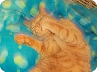 Domestic Shorthair Cat for Sale in douglaston, New York - buffy Domestic Shorthair Cat for Sale in douglaston, New York - buffy