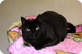 Domestic Shorthair Cat for Sale in St. Petersburg, Florida - Aspen Domestic Shorthair Cat for Sale in St. Petersburg, Florida - Aspen