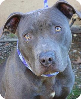 American Pit Bull Terrier Mix Dog for Sale in Red Bluff, California - Brave-$45 adoption fee American Pit Bull Terrier Mix Dog for Sale in Red Bluff, California - Brave-$45 adoption fee