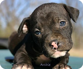 American Pit Bull Terrier Mix Puppy for Sale in Glastonbury, Connecticut - Archie!adopted! American Pit Bull Terrier Mix Puppy for Sale in Glastonbury, Connecticut - Archie!adopted!