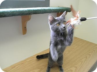 Domestic Mediumhair Kitten for Sale in Milwaukee, Wisconsin - Foxey Baby Domestic Mediumhair Kitten for Sale in Milwaukee, Wisconsin - Foxey Baby