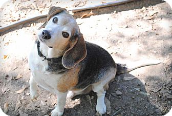 Beagle Mix Dog for Sale in Columbus, Georgia - Remington Beagle Mix Dog for Sale in Columbus, Georgia - Remington