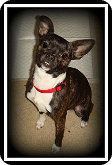 Boston Terrier Mix Dog for Sale in Indian Trail, North Carolina - Pebbles Boston Terrier Mix Dog for Sale in Indian Trail, North Carolina - Pebbles