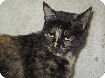 Domestic Mediumhair Cat for Sale in Southbury, Connecticut - Precious Domestic Mediumhair Cat for Sale in Southbury, Connecticut - Precious