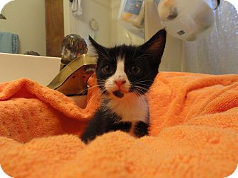Domestic Shorthair Kitten for Sale in Phoenix, Arizona - BUBBLES Domestic Shorthair Kitten for Sale in Phoenix, Arizona - BUBBLES