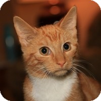 Domestic Shorthair Kitten for Sale in Albany, New York - Parker Domestic Shorthair Kitten for Sale in Albany, New York - Parker