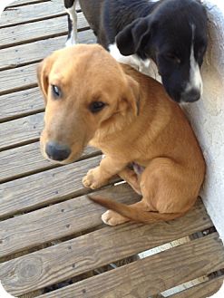 Golden Retriever/Border Collie Mix Puppy for Sale in Danbury, Connecticut - Hannah Golden Retriever/Border Collie Mix Puppy for Sale in Danbury, Connecticut - Hannah