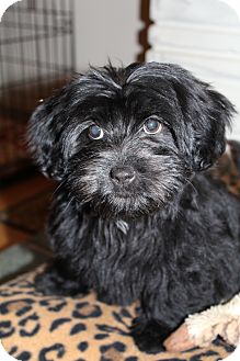 Scottie, Scottish Terrier/Shih Tzu Mix Puppy for Sale in Bedminster, New Jersey - Prada Scottie, Scottish Terrier/Shih Tzu Mix Puppy for Sale in Bedminster, New Jersey - Prada