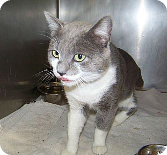 Havana Brown Cat for Sale in Dover, Ohio - Otis Havana Brown Cat for Sale in Dover, Ohio - Otis