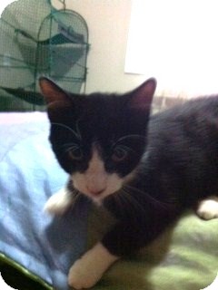 Domestic Mediumhair Kitten for Sale in Emsdale (Huntsville), Ontario - Baron - Born in August! Domestic Mediumhair Kitten for Sale in Emsdale (Huntsville), Ontario - Baron - Born in August!