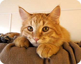 Maine Coon Kitten for Sale in Colorado Springs, Colorado - Boomer Maine Coon Kitten for Sale in Colorado Springs, Colorado - Boomer