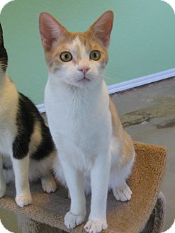 Domestic Shorthair Cat for Sale in Edmond, Oklahoma - Monty Domestic Shorthair Cat for Sale in Edmond, Oklahoma - Monty