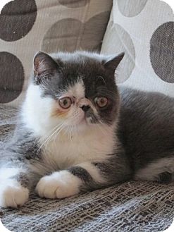 Exotic Kitten for Sale in Beverly Hills, California - Troy loves Barnaby Exotic Kitten for Sale in Beverly Hills, California - Troy loves Barnaby