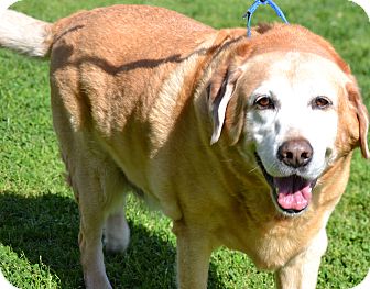 Labrador Retriever Mix Dog for Sale in Simi Valley, California - Jordan Labrador Retriever Mix Dog for Sale in Simi Valley, California - Jordan