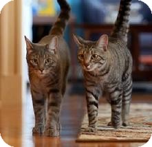 Domestic Shorthair Cat for Sale in Medford, Massachusetts - Sir Salt Domestic Shorthair Cat for Sale in Medford, Massachusetts - Sir Salt