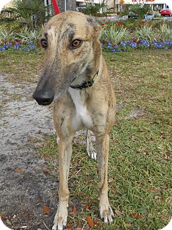 Greyhound Dog for Sale in Gainesville, Florida - Reward Greyhound Dog for Sale in Gainesville, Florida - Reward