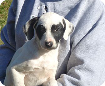 Labrador Retriever/Australian Shepherd Mix Puppy for Sale in Glastonbury, Connecticut - Tucker- meet me! Labrador Retriever/Australian Shepherd Mix Puppy for Sale in Glastonbury, Connecticut - Tucker- meet me!