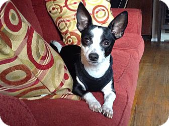 Chihuahua Mix Dog for Sale in Shirley, New York - Hermey aka Paco Chihuahua Mix Dog for Sale in Shirley, New York - Hermey aka Paco