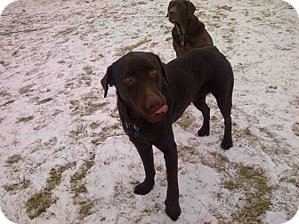 Labrador Retriever Dog for Sale in Loudonville, New York - Brody Labrador Retriever Dog for Sale in Loudonville, New York - Brody