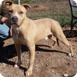 Pit Bull Terrier Mix Dog for Sale in Athens, Georgia - Milo Pit Bull Terrier Mix Dog for Sale in Athens, Georgia - Milo