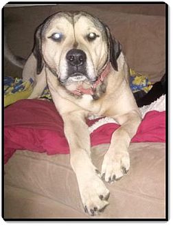 Mastiff/Retriever (Unknown Type) Mix Dog for Sale in Troy, Michigan - Rusty Mastiff/Retriever (Unknown Type) Mix Dog for Sale in Troy, Michigan - Rusty