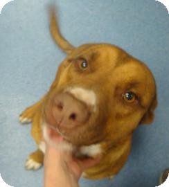 Pit Bull Terrier Mix Dog for Sale in Gainesville, Florida - Miranda Pit Bull Terrier Mix Dog for Sale in Gainesville, Florida - Miranda