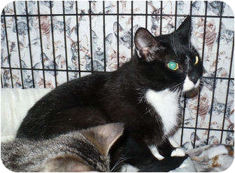 Domestic Shorthair Cat for Sale in Colmar, Pennsylvania - Mary Domestic Shorthair Cat for Sale in Colmar, Pennsylvania - Mary
