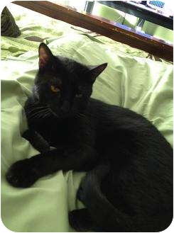 Domestic Shorthair Cat for Sale in Mobile, Alabama - Johnny Domestic Shorthair Cat for Sale in Mobile, Alabama - Johnny