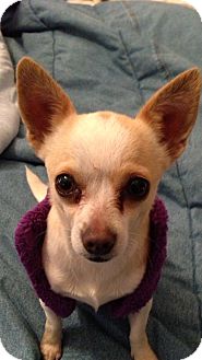 Chihuahua Mix Dog for Sale in Southern, Maine - Chloe Chihuahua Mix Dog for Sale in Southern, Maine - Chloe