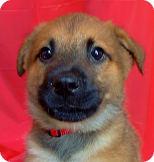German Shepherd Dog/Husky Mix Puppy for Sale in Thousand Oaks, California - Dasher German Shepherd Dog/Husky Mix Puppy for Sale in Thousand Oaks, California - Dasher