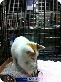 Domestic Shorthair Kitten for Sale in Pittstown, New Jersey - Roxie Domestic Shorthair Kitten for Sale in Pittstown, New Jersey - Roxie