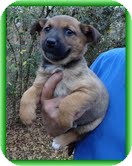 Feist/Shepherd (Unknown Type) Mix Puppy for Sale in Spring Valley, New York - Posey Feist/Shepherd (Unknown Type) Mix Puppy for Sale in Spring Valley, New York - Posey