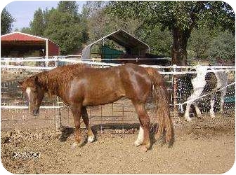 Pony - Other for Sale in Cottonwood, California - Taffy Pony - Other for Sale in Cottonwood, California - Taffy