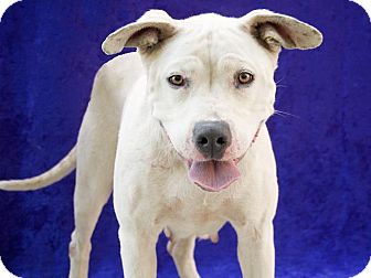 Staffordshire Bull Terrier/Labrador Retriever Mix Dog for Sale in San Diego, California - Summer URGENT Staffordshire Bull Terrier/Labrador Retriever Mix Dog for Sale in San Diego, California - Summer URGENT