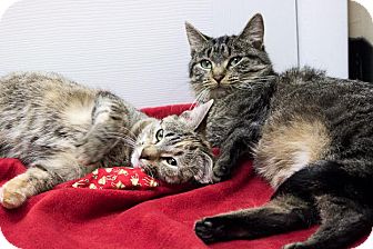 Domestic Shorthair Cat for Sale in Chicago, Illinois - Fudge and Speckles Domestic Shorthair Cat for Sale in Chicago, Illinois - Fudge and Speckles
