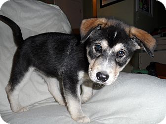 Husky Mix Puppy for Sale in Bedford, Virginia - Jessica Husky Mix Puppy for Sale in Bedford, Virginia - Jessica