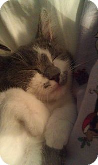 Domestic Shorthair Kitten for Sale in Cleveland, Ohio - Carmen Domestic Shorthair Kitten for Sale in Cleveland, Ohio - Carmen