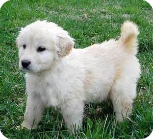 Golden Retriever/Great Pyrenees Mix Puppy for Sale in La Mirada, California - Niko Golden Retriever/Great Pyrenees Mix Puppy for Sale in La Mirada, California - Niko