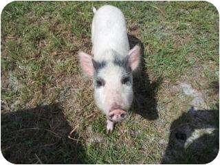 Pig (Potbellied) for Sale in Palm City, Florida - Claire Pig (Potbellied) for Sale in Palm City, Florida - Claire