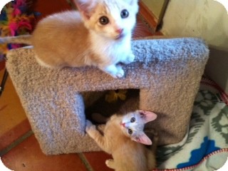 Domestic Mediumhair Kitten for Sale in Weatherford, Texas - Buffy & Jody Domestic Mediumhair Kitten for Sale in Weatherford, Texas - Buffy & Jody