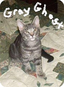 Domestic Shorthair Kitten for Sale in Emsdale (Huntsville), Ontario - Gray Ghost - Born in May! Domestic Shorthair Kitten for Sale in Emsdale (Huntsville), Ontario - Gray Ghost - Born in May!