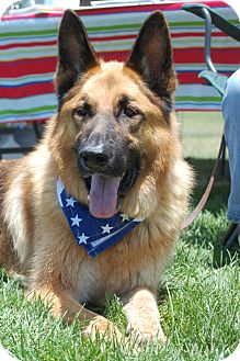 German Shepherd Dog Dog for Sale in Altadena, California - Wyatt German Shepherd Dog Dog for Sale in Altadena, California - Wyatt