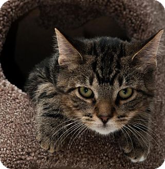 Domestic Shorthair Kitten for Sale in Grand Rapids, Michigan - Bebe Domestic Shorthair Kitten for Sale in Grand Rapids, Michigan - Bebe